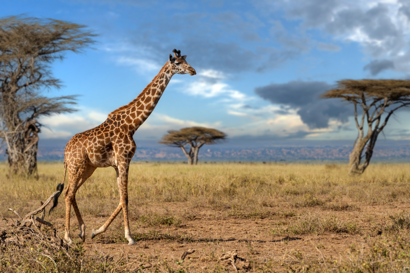 Safari